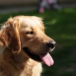 Animal em condomínio vira caso de Justiça